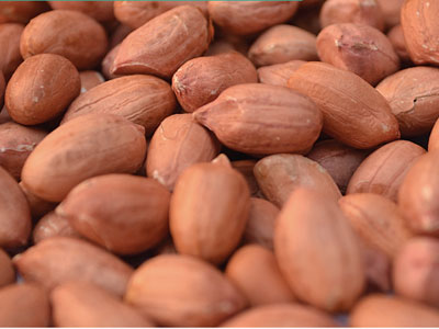 Bold Peanut
